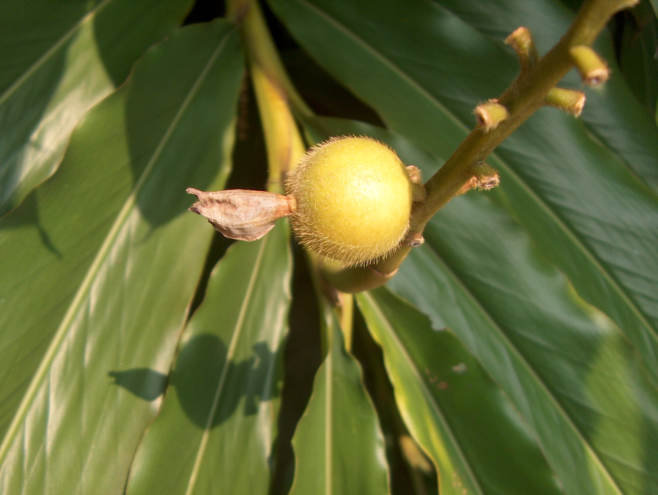 Alpinia zerumbet  / Alpinia zerumbet 