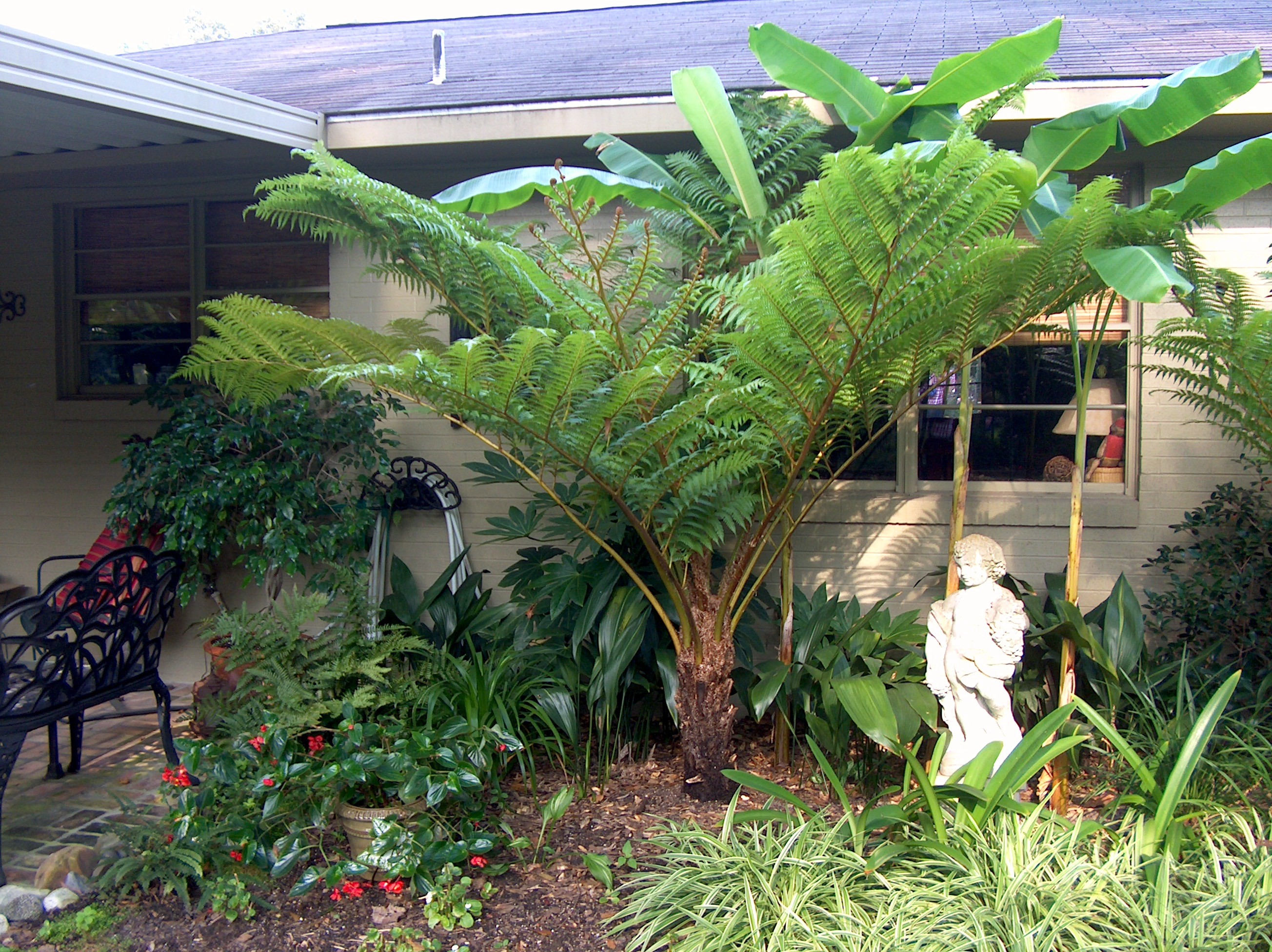 Alsophila cooperi / Tree Fern