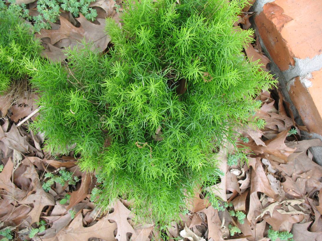 Asparagus Sprengeri - Buy Asparagus Fern Annuals Online