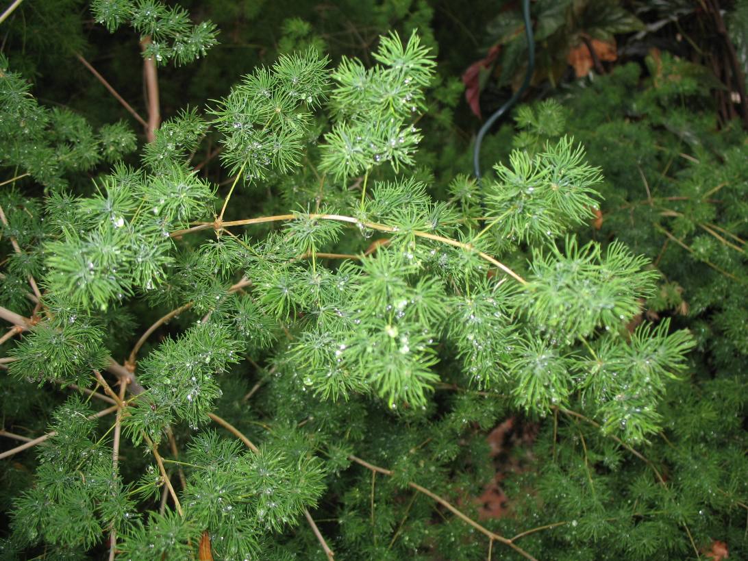 Asparagus retrofractus  / Pom Pom Asparagus, Ming Fern