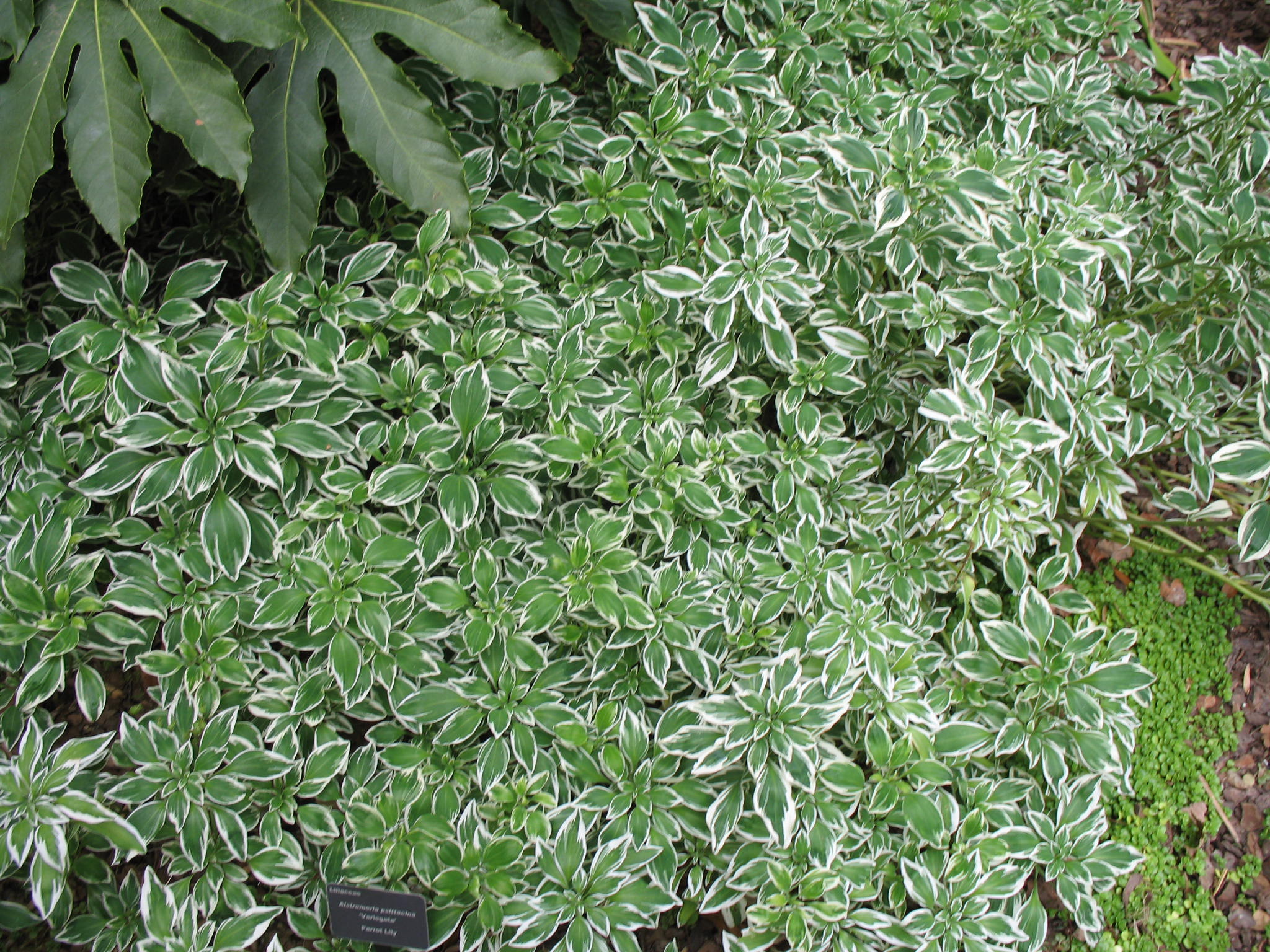 Alstroemeria psittacina 'Variegata'   / Variegated Inca Lily, Variegated Parrot Lily