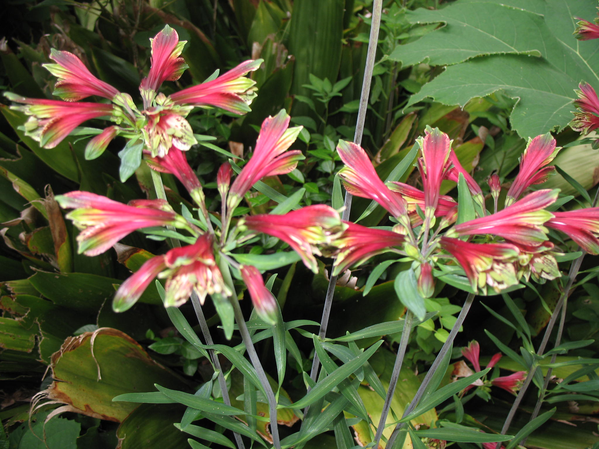Alstroemeria psittacina / Inca Lily, Parrot Lily