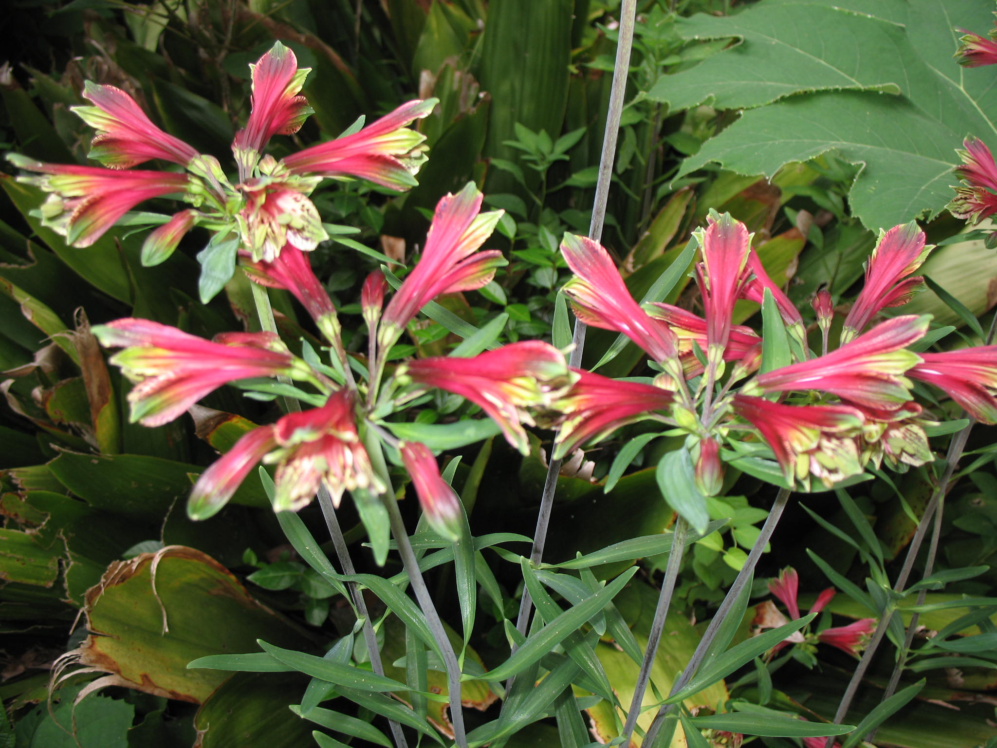Alstroemeria psittacina / Alstroemeria psittacina
