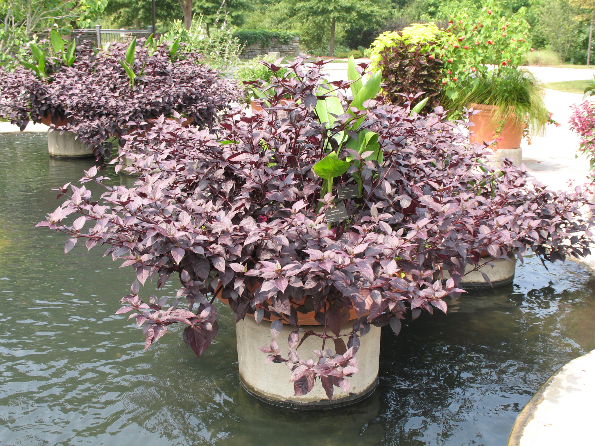 Alternanthera dentata 'Purple Knight'   / Purple Knight Alternanthera