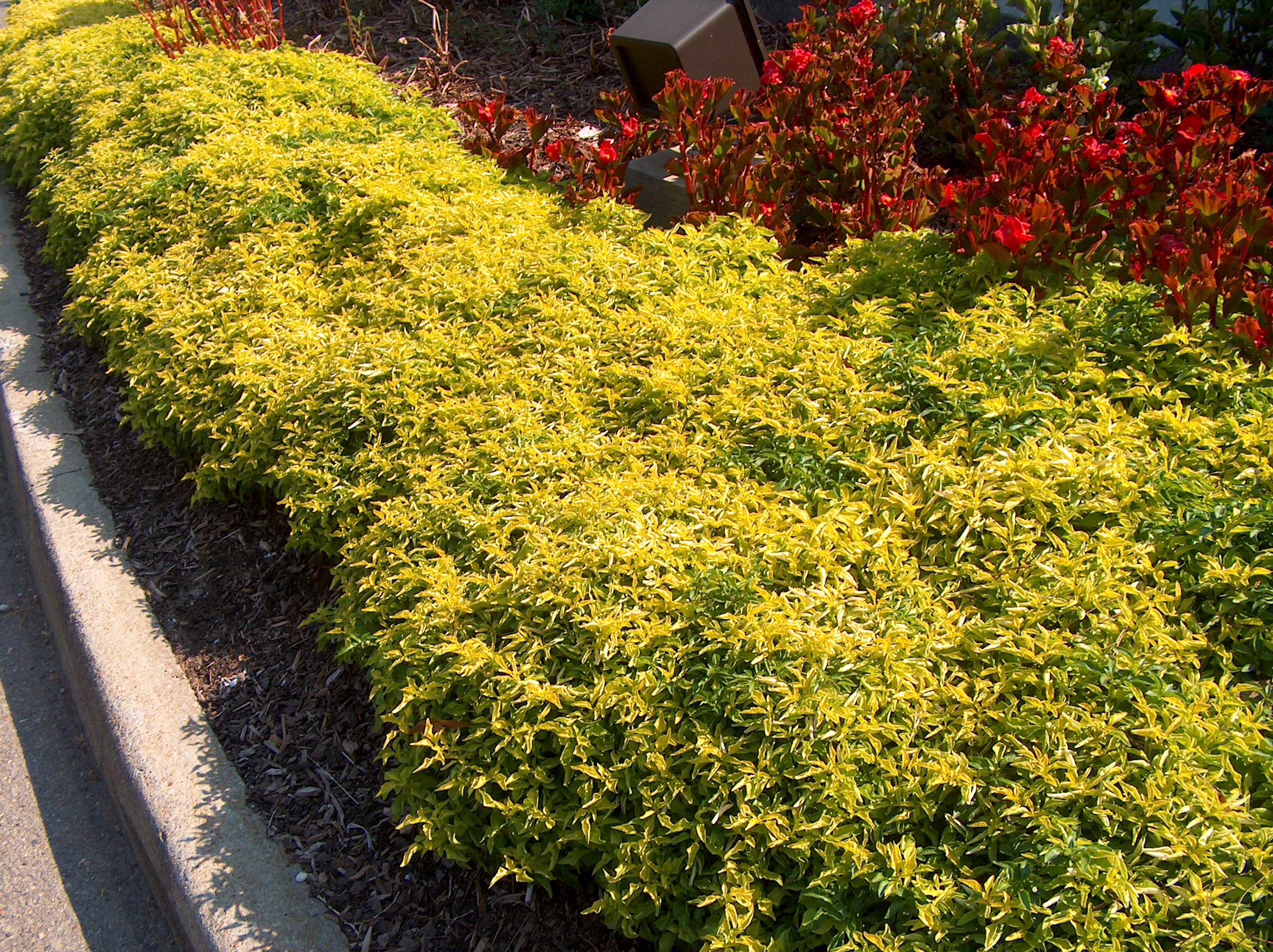 Alternanthera ficoidea 'Chartreuse'   / Alternanthera ficoidea 'Chartreuse'  