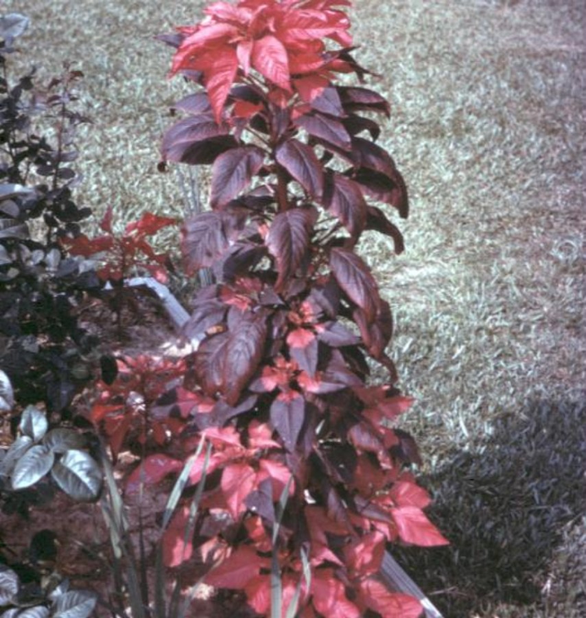 Amaranthus tricolor  / Amaranthus tricolor 