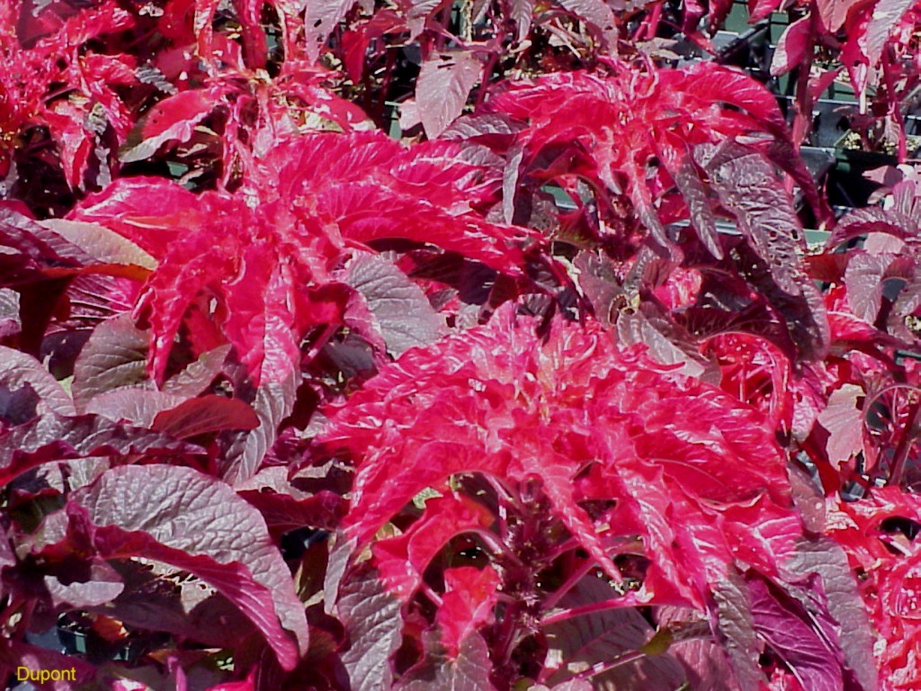 Amaranthus tricolor ‘Early Splendor’   / Amaranthus tricolor ‘Early Splendor’  