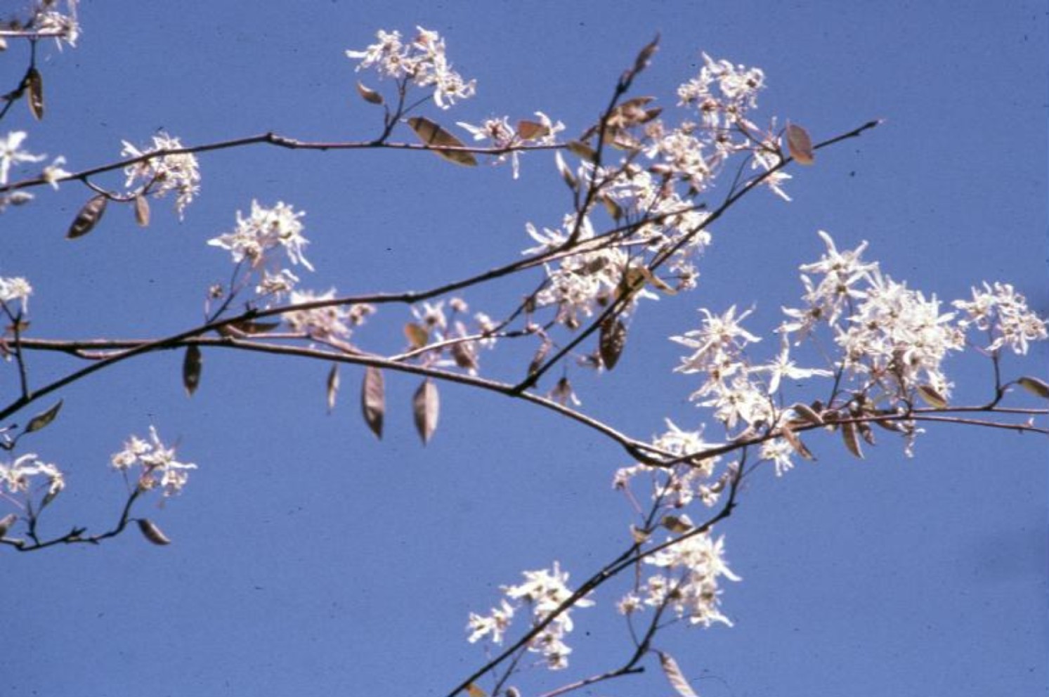 Amelanchier arborea / Serviceberry, Downy Serviceberry, Juneberry