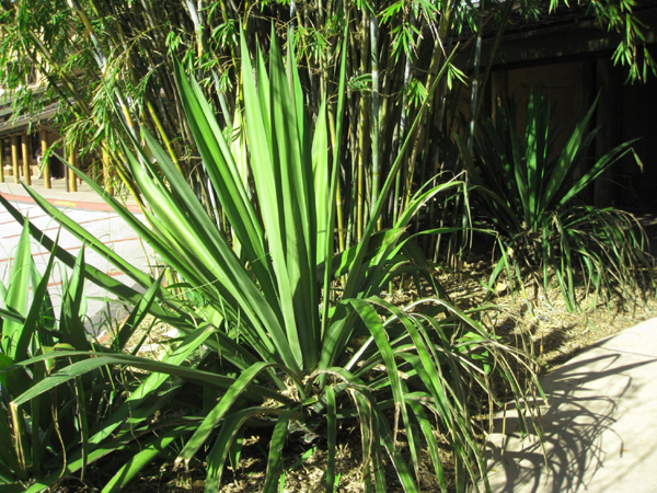 Agave sisalana / Agave sisalana