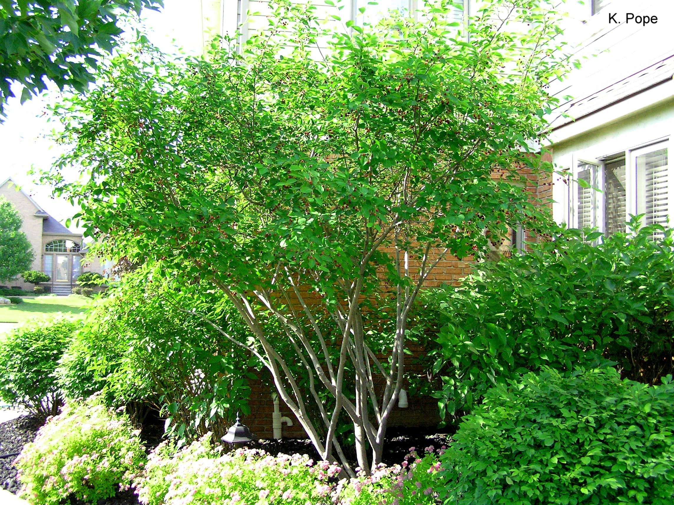 Amelanchier laevis / Allegany Serviceberry