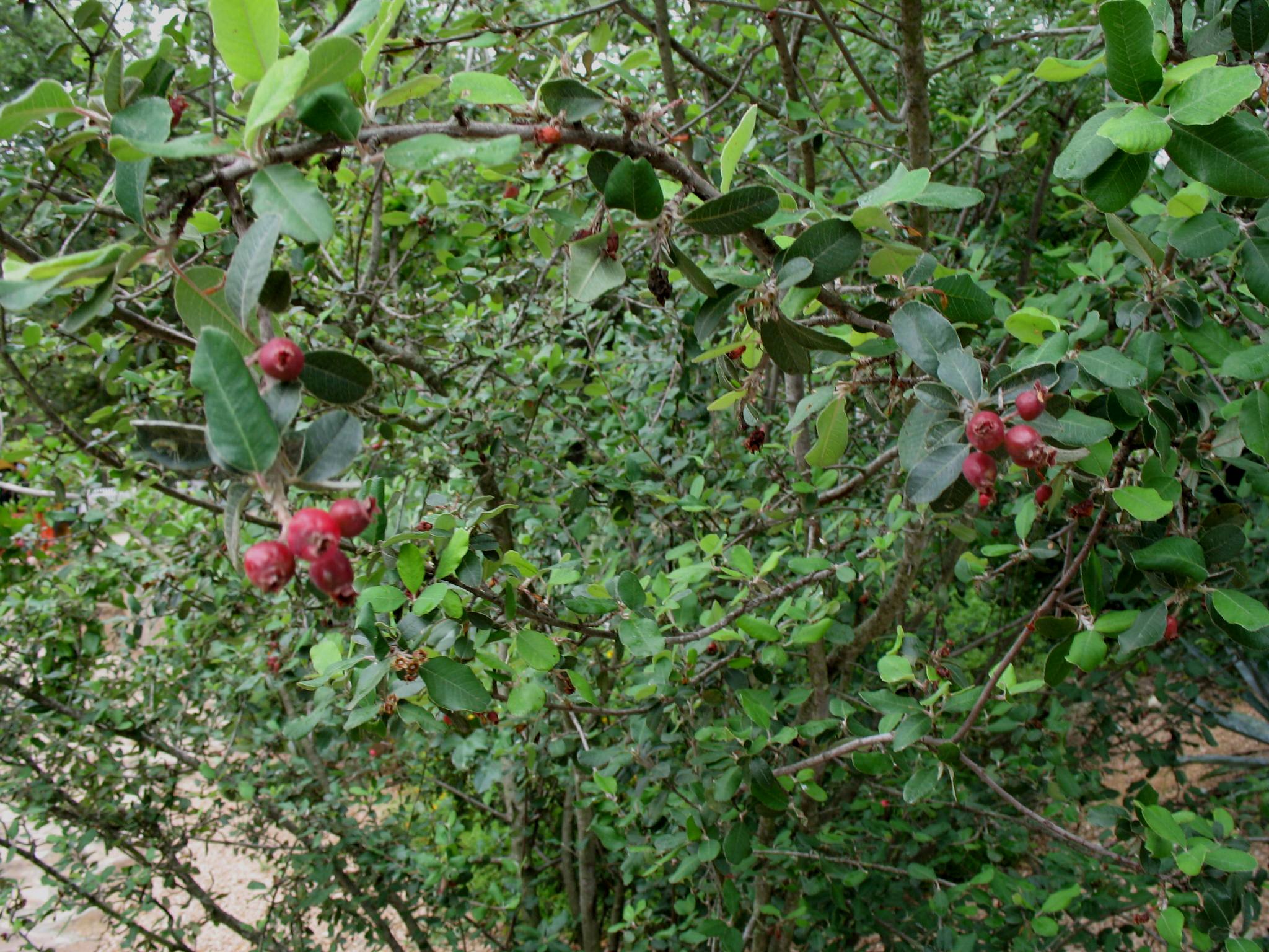 Amelanchier utahensis   / Amelanchier utahensis  