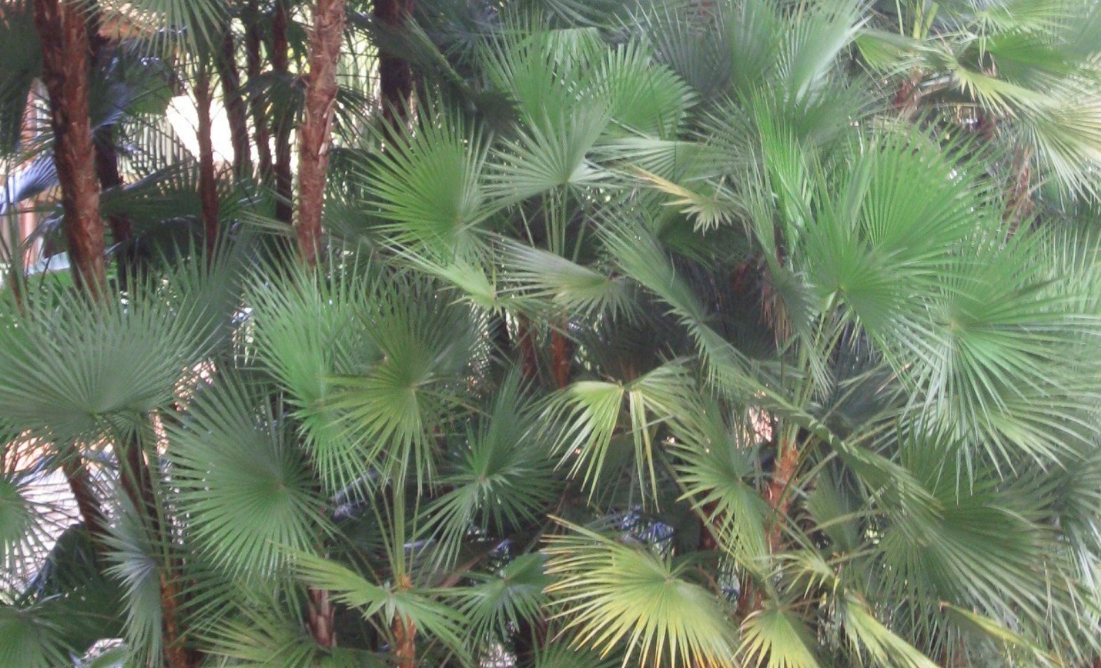 Acoelorrhaphe wrightii  / Everglades Palm or Paurotis Palm