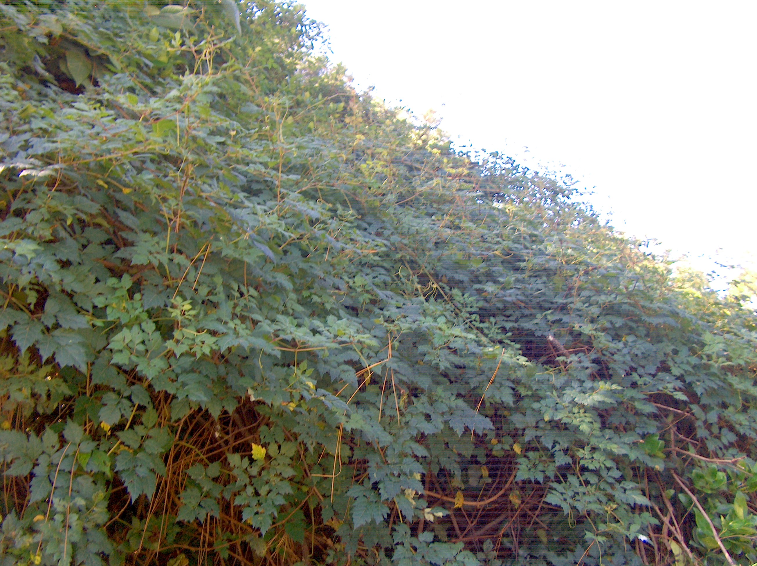 Ampelopsis arborea / Pepper Vine