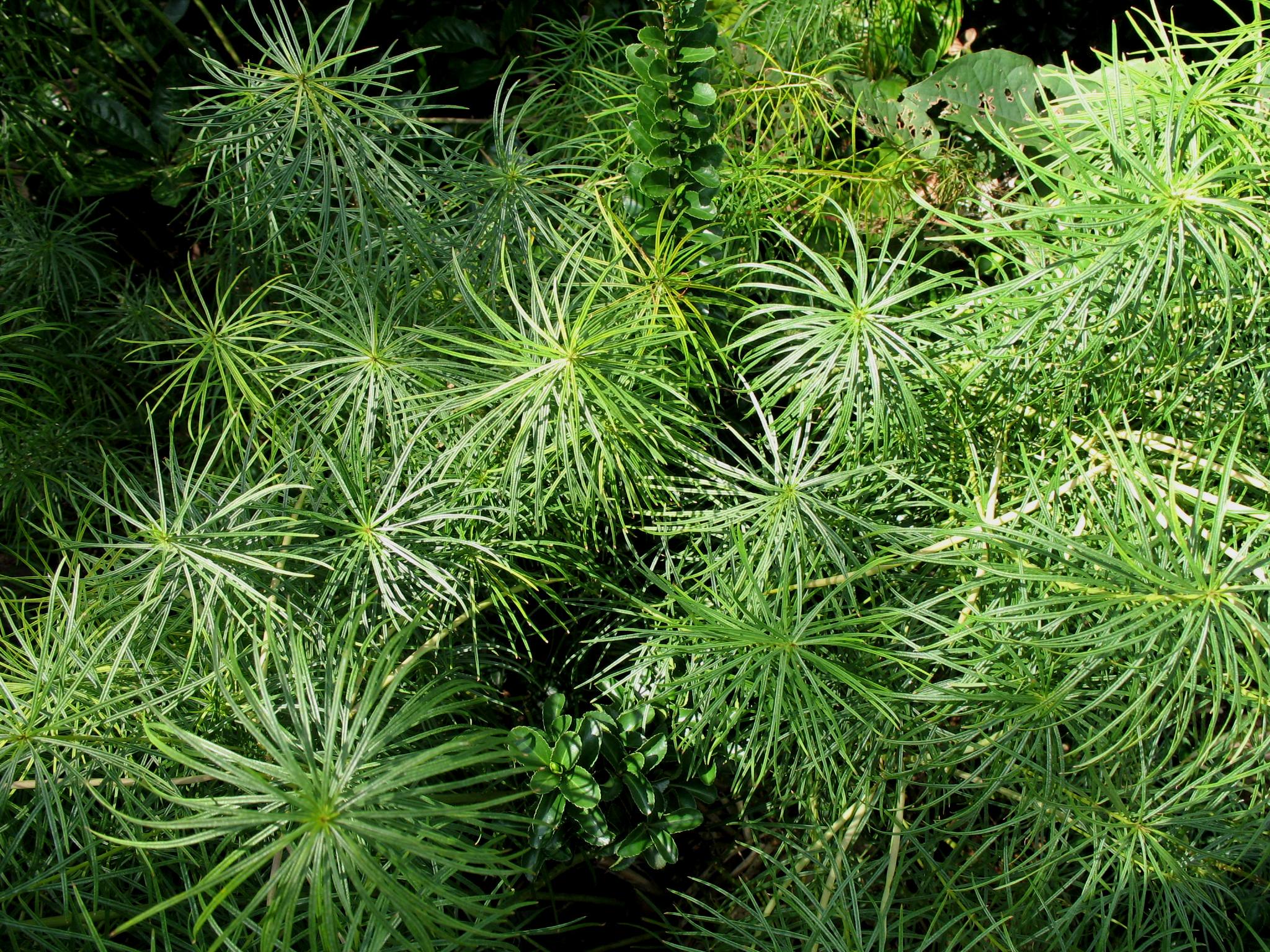 Amsonia hubrechtii  / Arkansas Amsonia