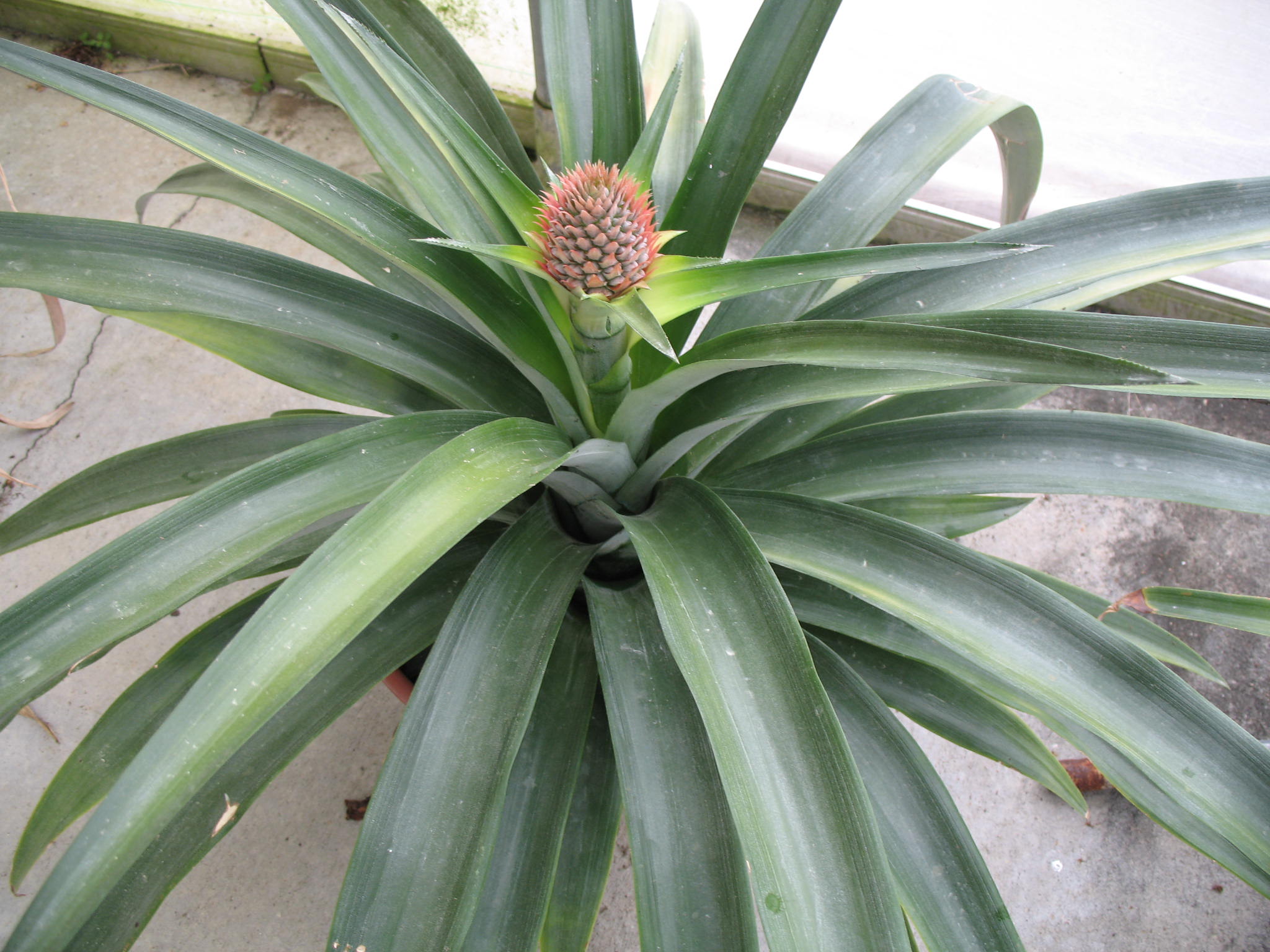 Ananas comosus  / Pineapple