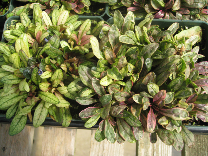 Ajuga reptans 'Dixie Chip' / Dixie Chip Ajuga