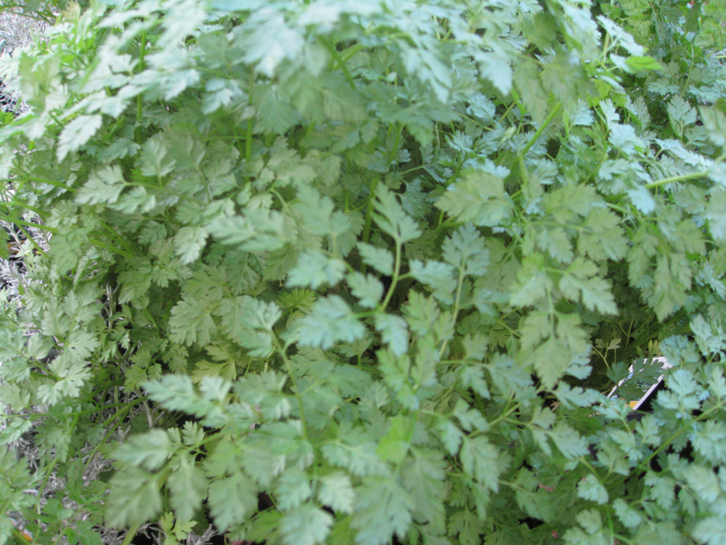 Anthriscus cerefolium / Chervil