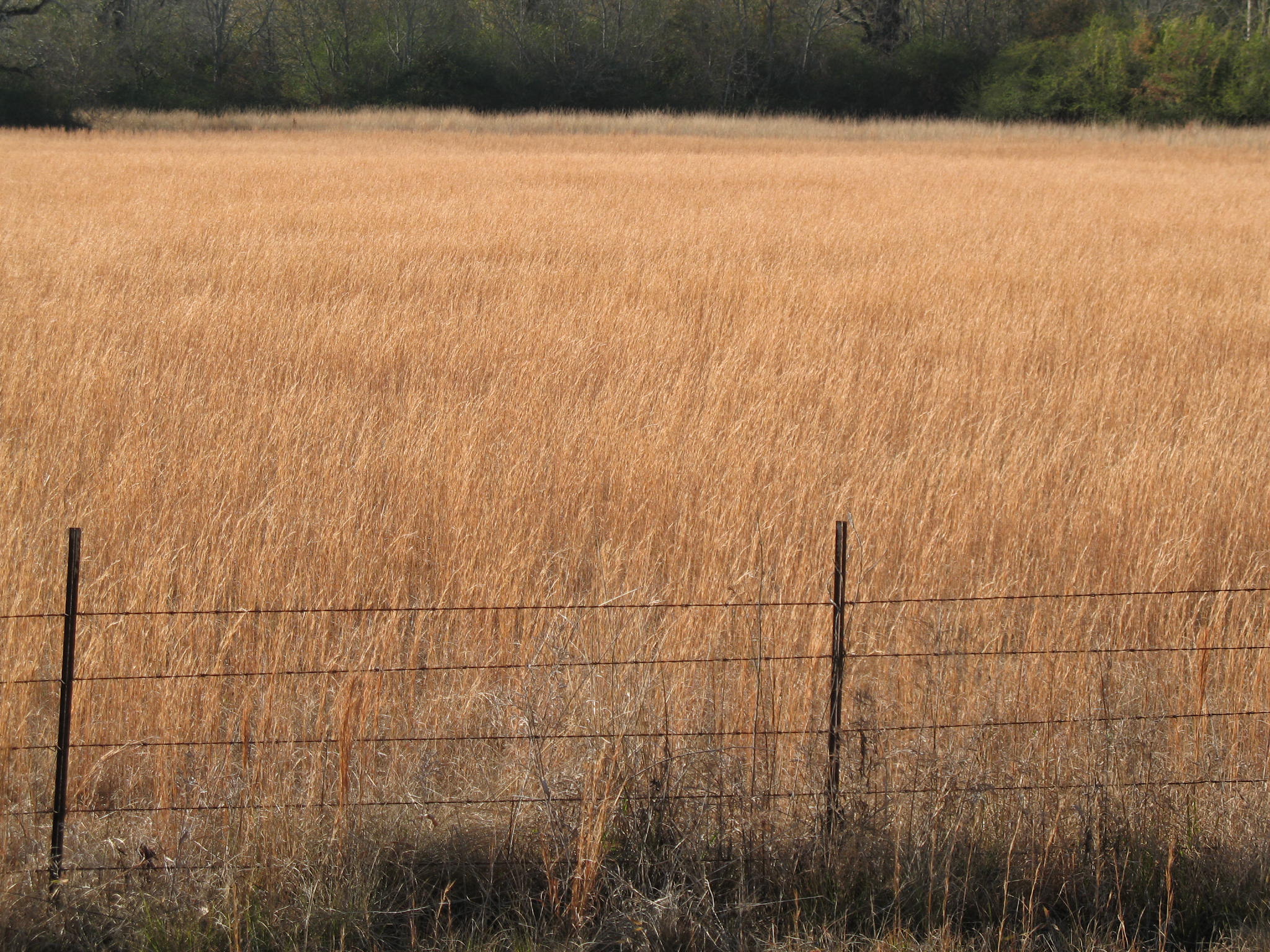 Andropogon virginicus / Broomsedge