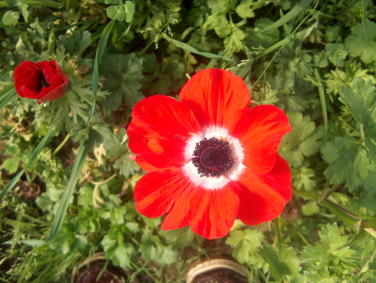 Anemone coronaria / Anemone