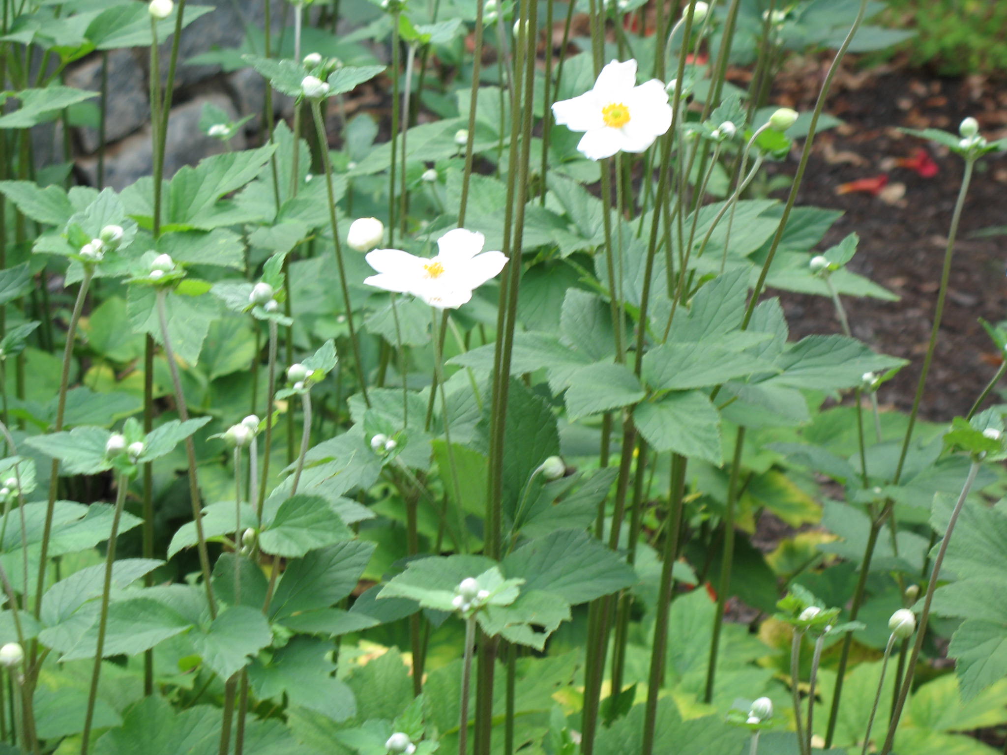 Anemone japonica 'Alba'   / Japanese Anemone