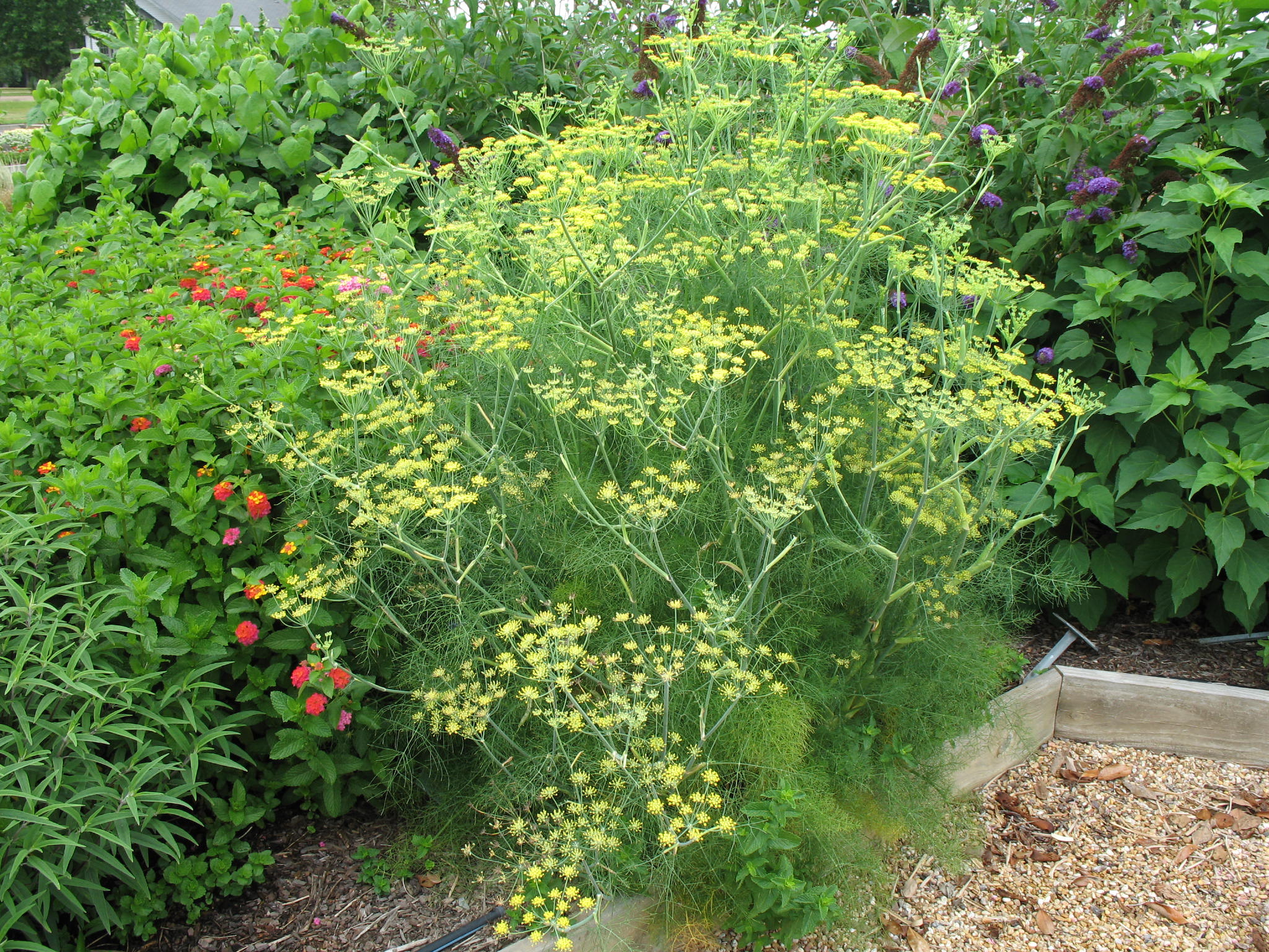 Anethum graveolens   / Dill Weed