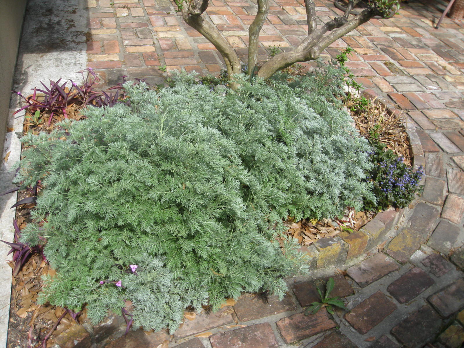 Artemisia  ‘Powis Castle’    / Artemisia  ‘Powis Castle’   