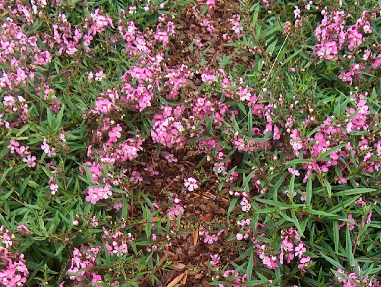 Angelonia 'Angelmist Pink Spreading'  / Summer Snapdragon