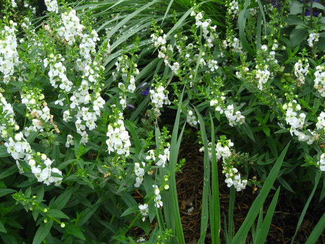 Angelonia 'Serena White'   / Serena White Summer Snapdragon