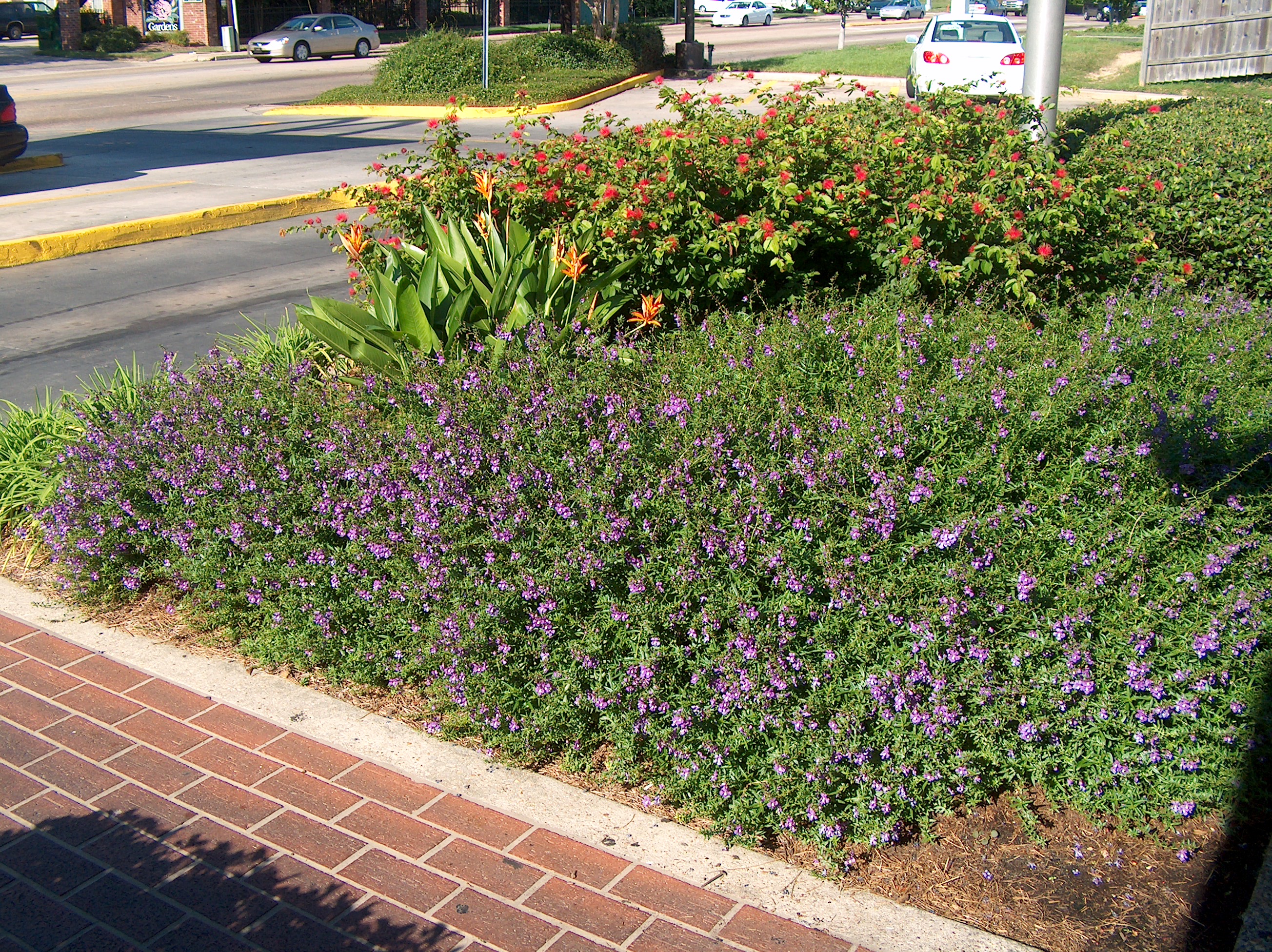 Angelonia angustifolia  / Angelonia angustifolia 