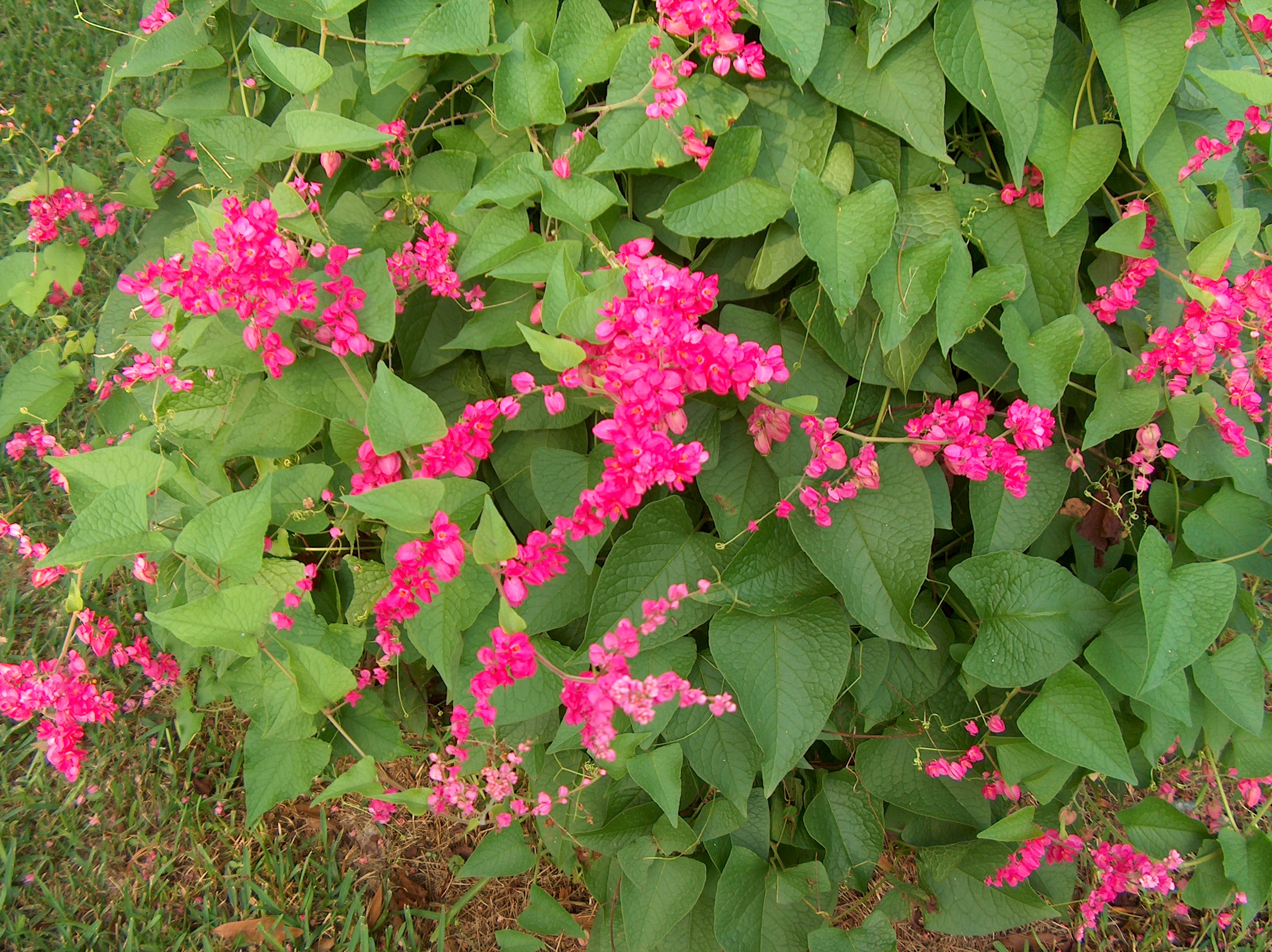 Antigonon leptopus / Antigonon leptopus