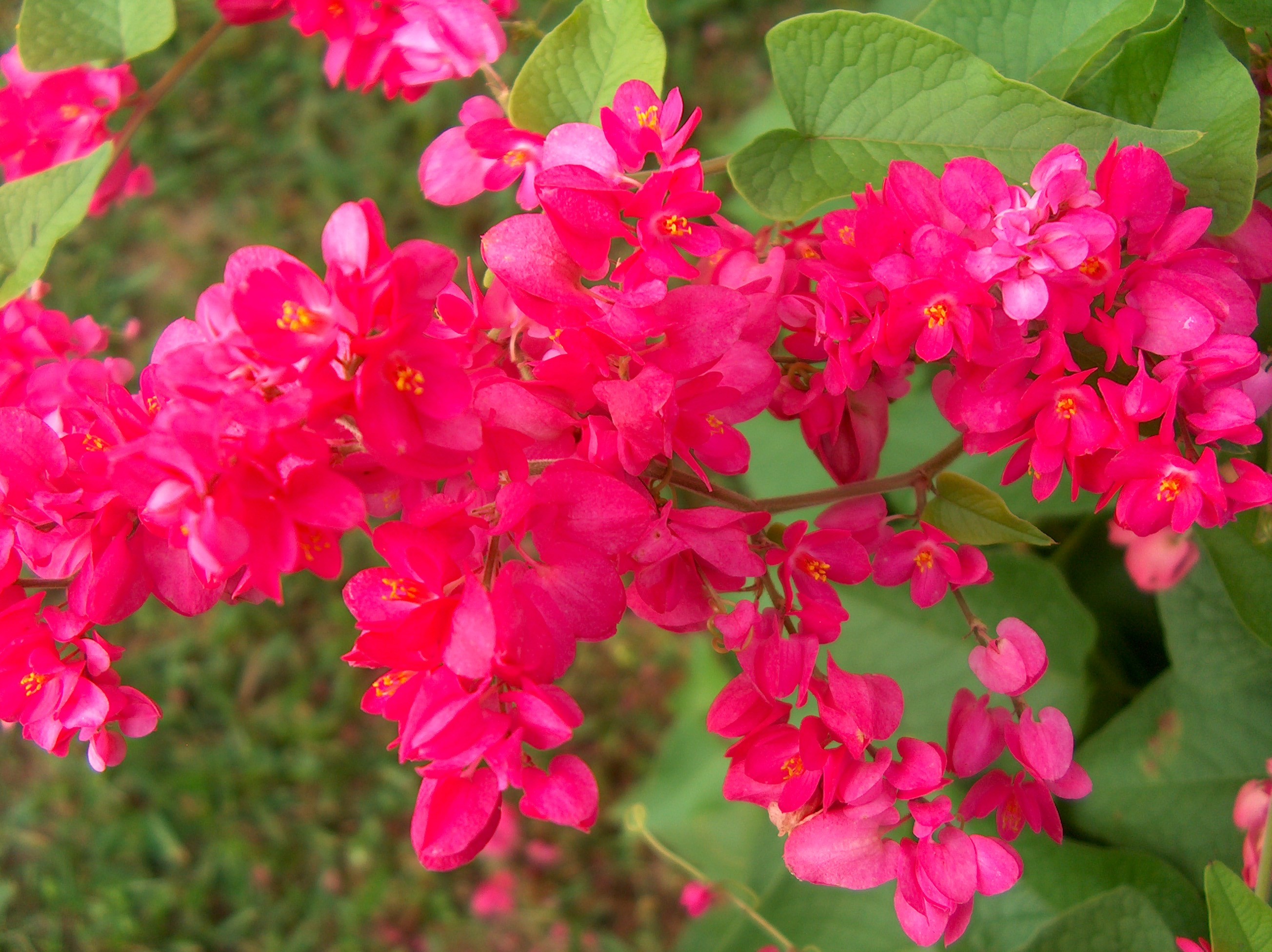 Antigonon leptopus / Rose of Montana