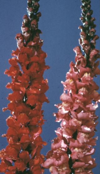 Antirrhinum majus   / Antirrhinum majus  