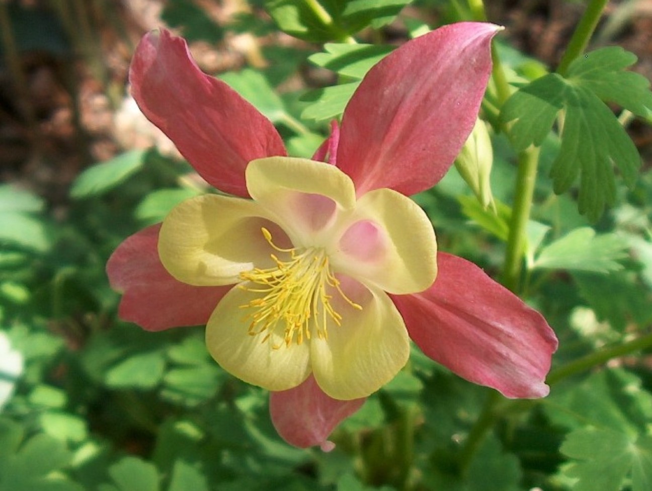 Aquilegia 'McKana Giant Hybrid'   / McKana Giant Columbine