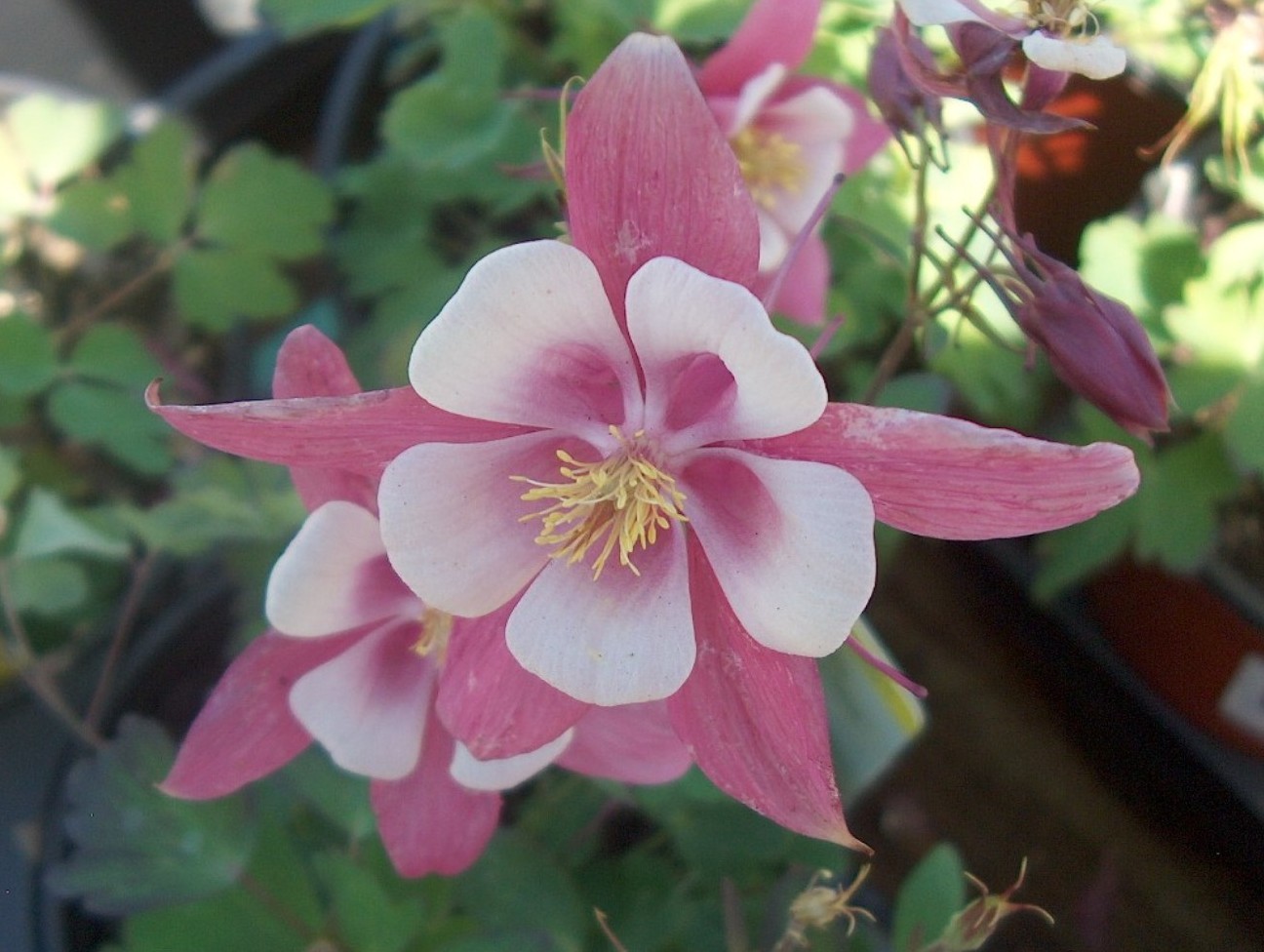 Aquilegia x caerulea 'Origami Rose and White'  / Origami Columbine