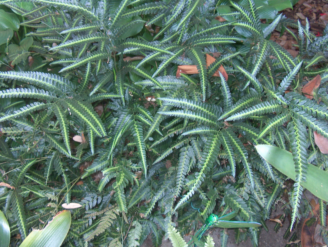 Arachniodes aristata var. variegata   / Variegated East Indian Holly Fern