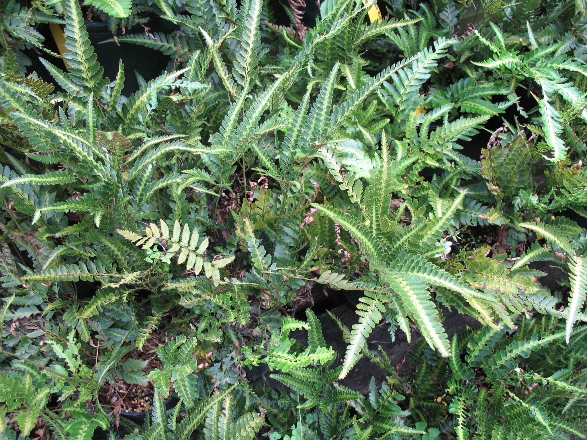 Arachniodes simplicior   / East Indian Holly Fern