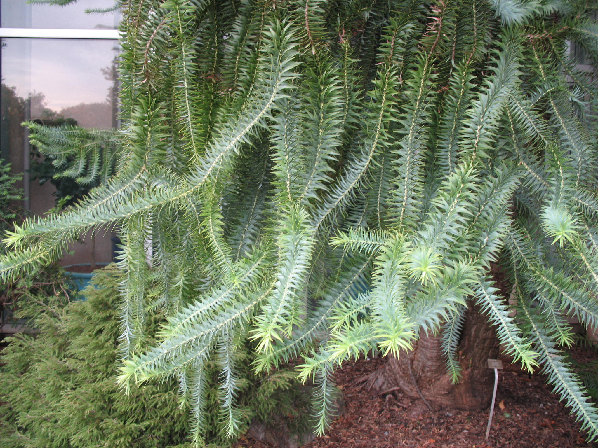 Araucaria angustifolia / Araucaria angustifolia