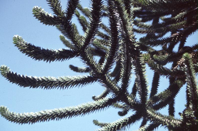 Araucaria araucana / Monkey Puzzle Tree