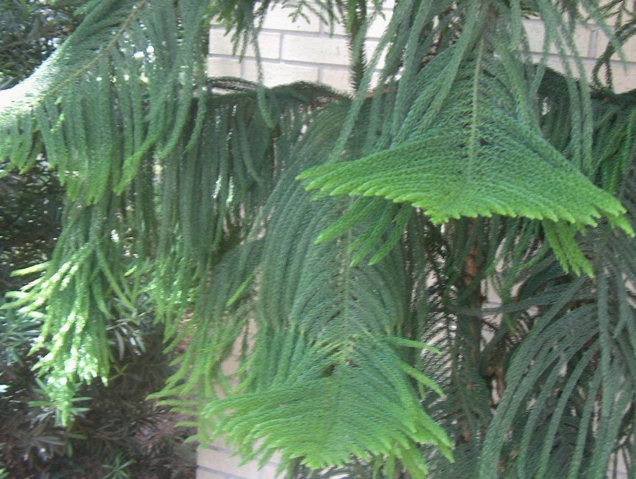 Araucaria heterophylla / Araucaria heterophylla