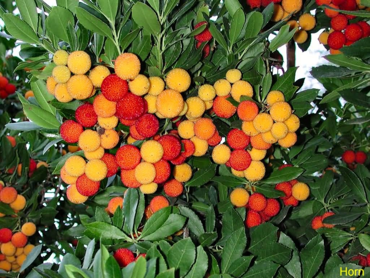 Arbutus unedo / Strawberry Tree