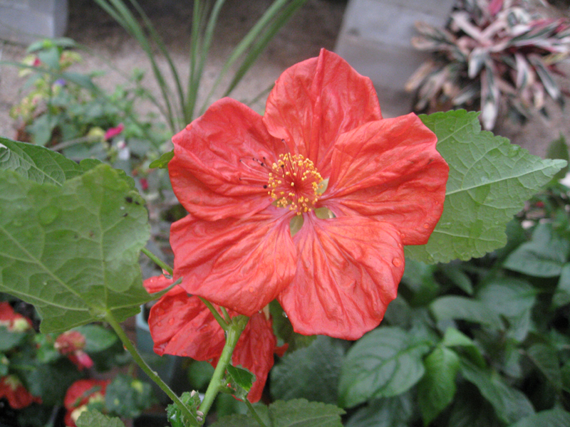 Abutilon hybridum 'Bella Select Mix' / Bella Select Mix Abutilon