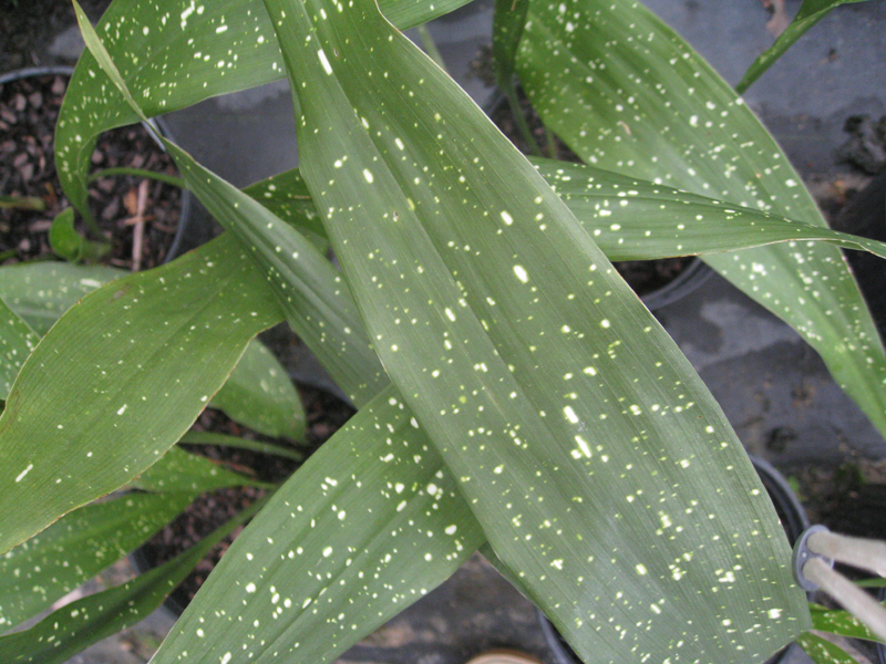 Aspidistra elatior 'Milky Way' / Milky Way Aspidistra