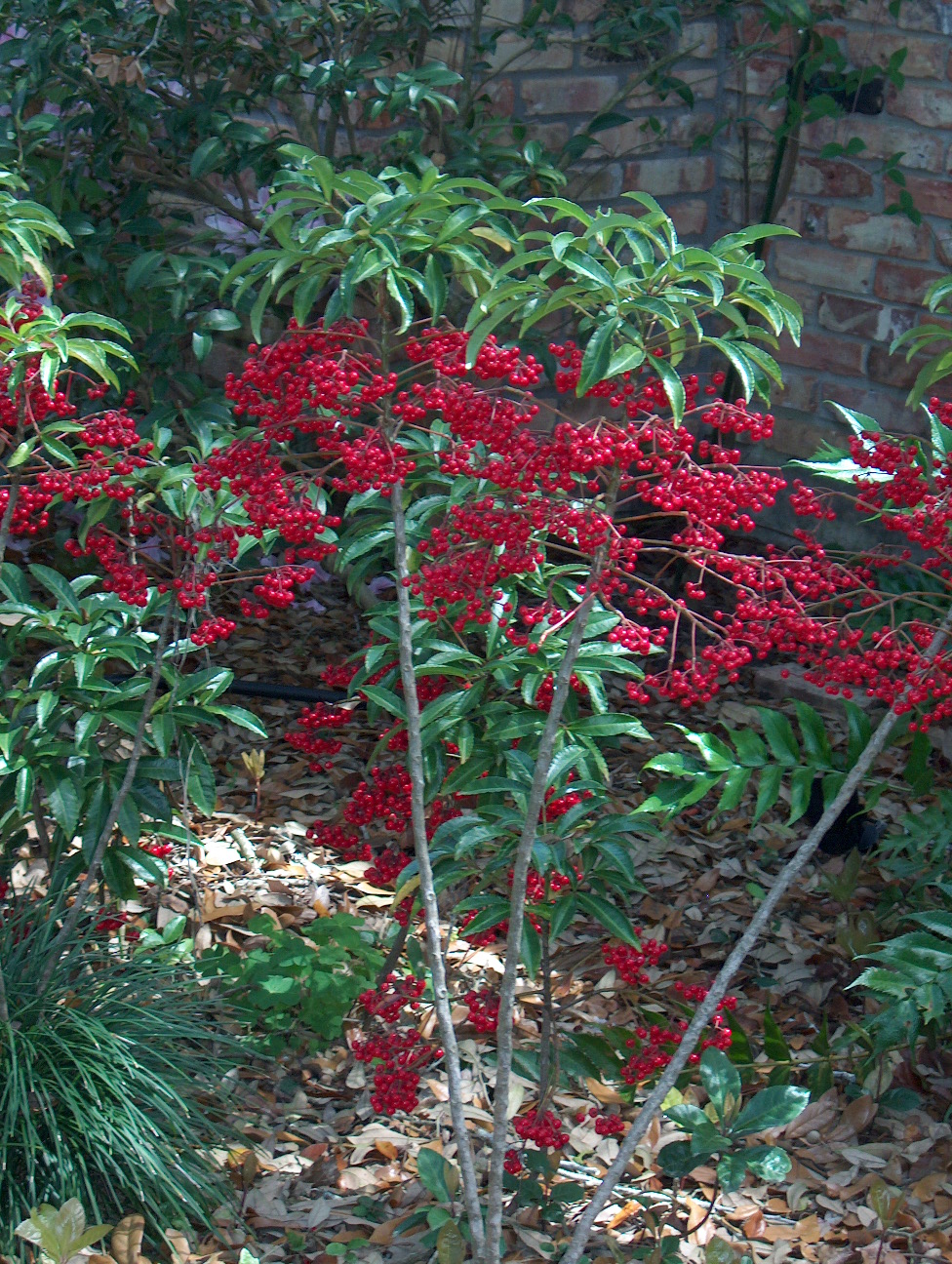 Ardisia crenata / Coral Ardisia, Christmas Berry