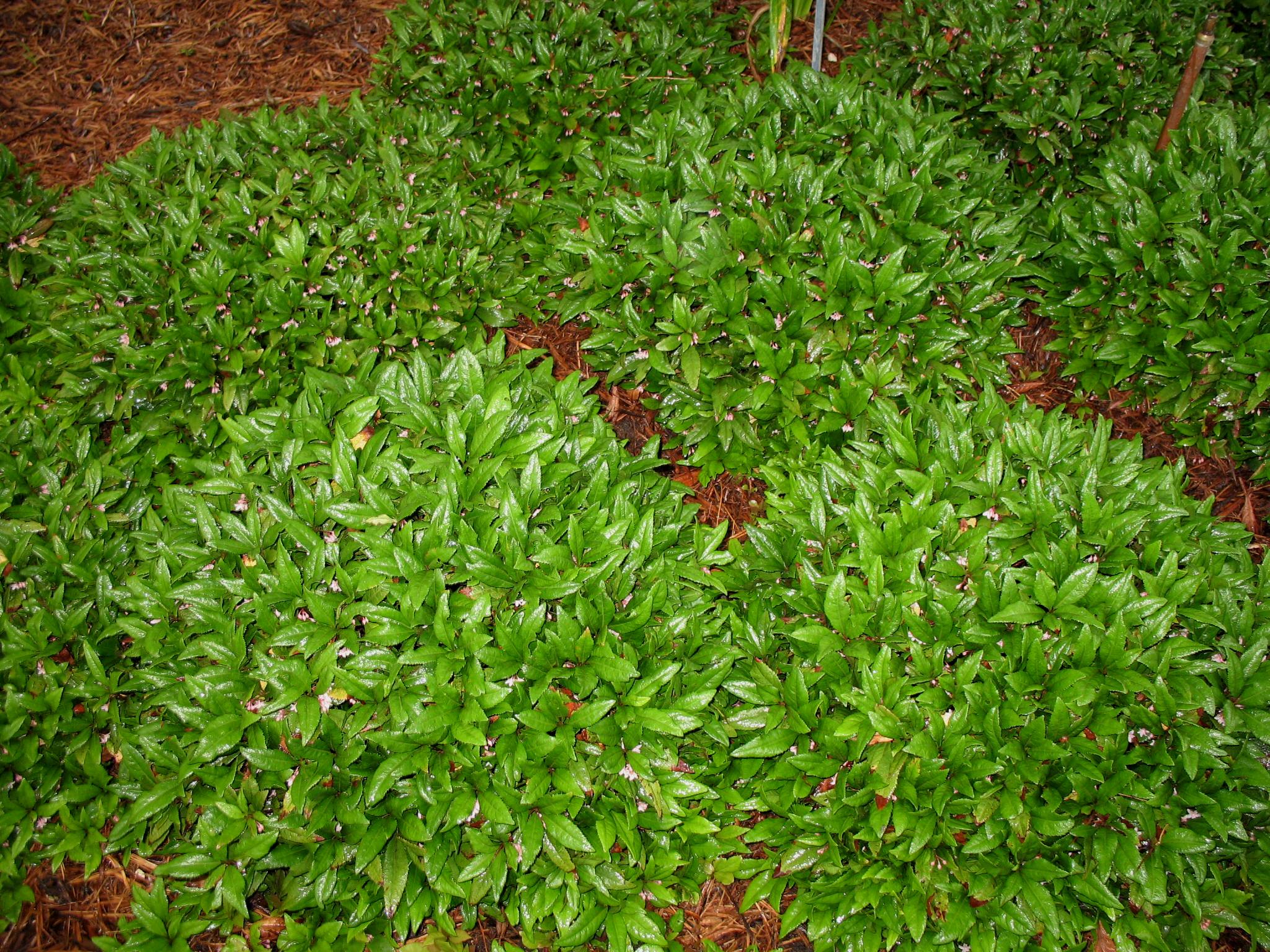 Ardisia japonica 'Chirimen'     / Chirimen Marlberry