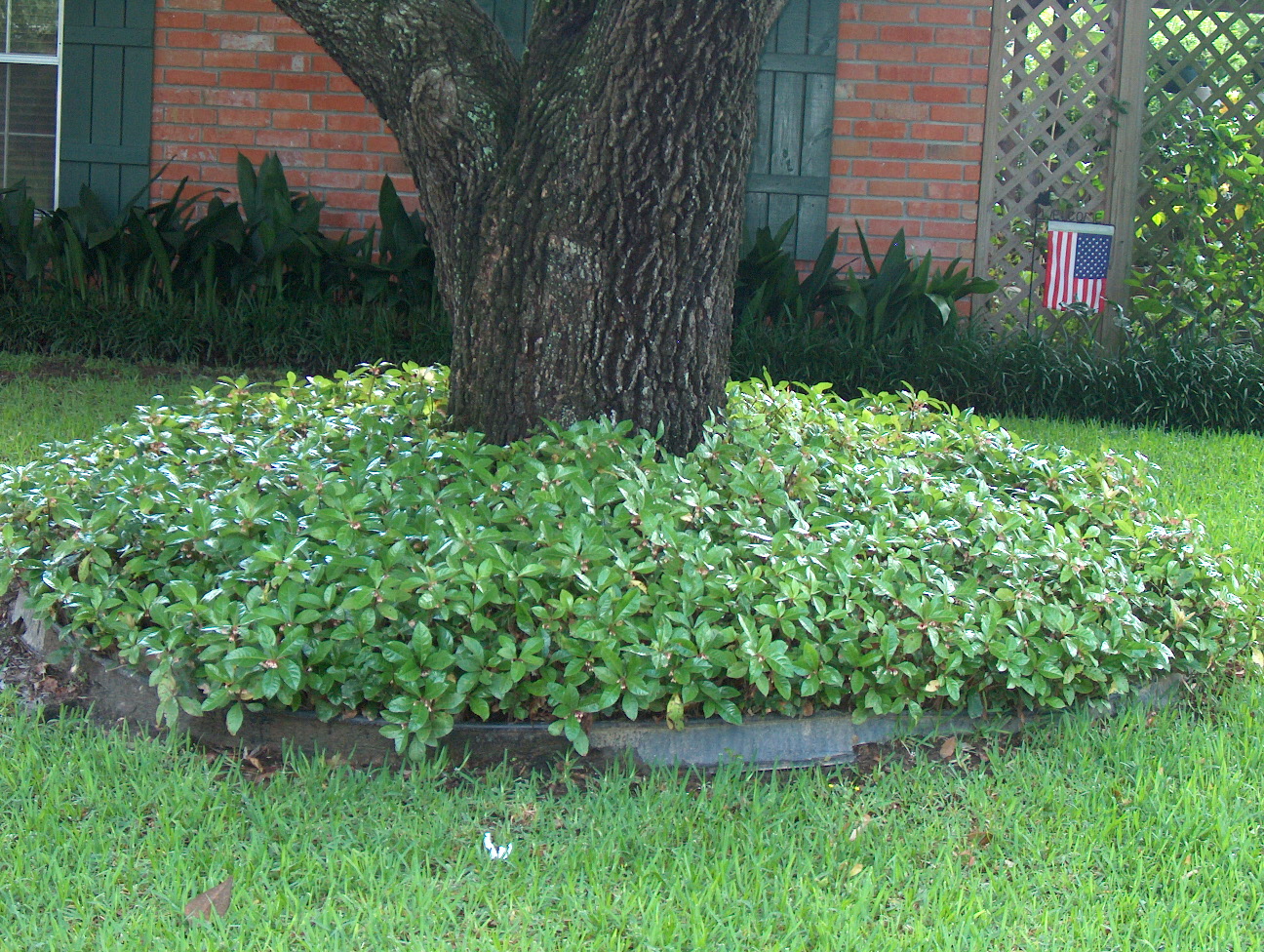 Ardisia japonica  / Japanese Ardisia