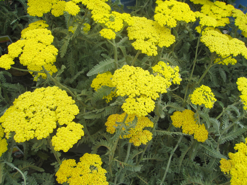 Achillea x 'Moonshine' / Achillea x 'Moonshine'