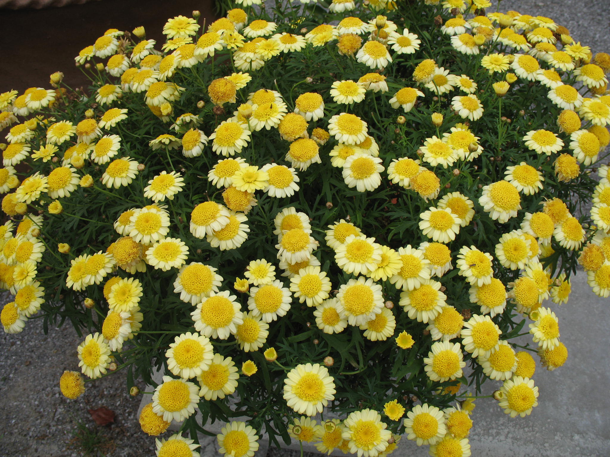 Argyranthemum 'Madeira Crested Yellow'  / Crested Yellow Madeira