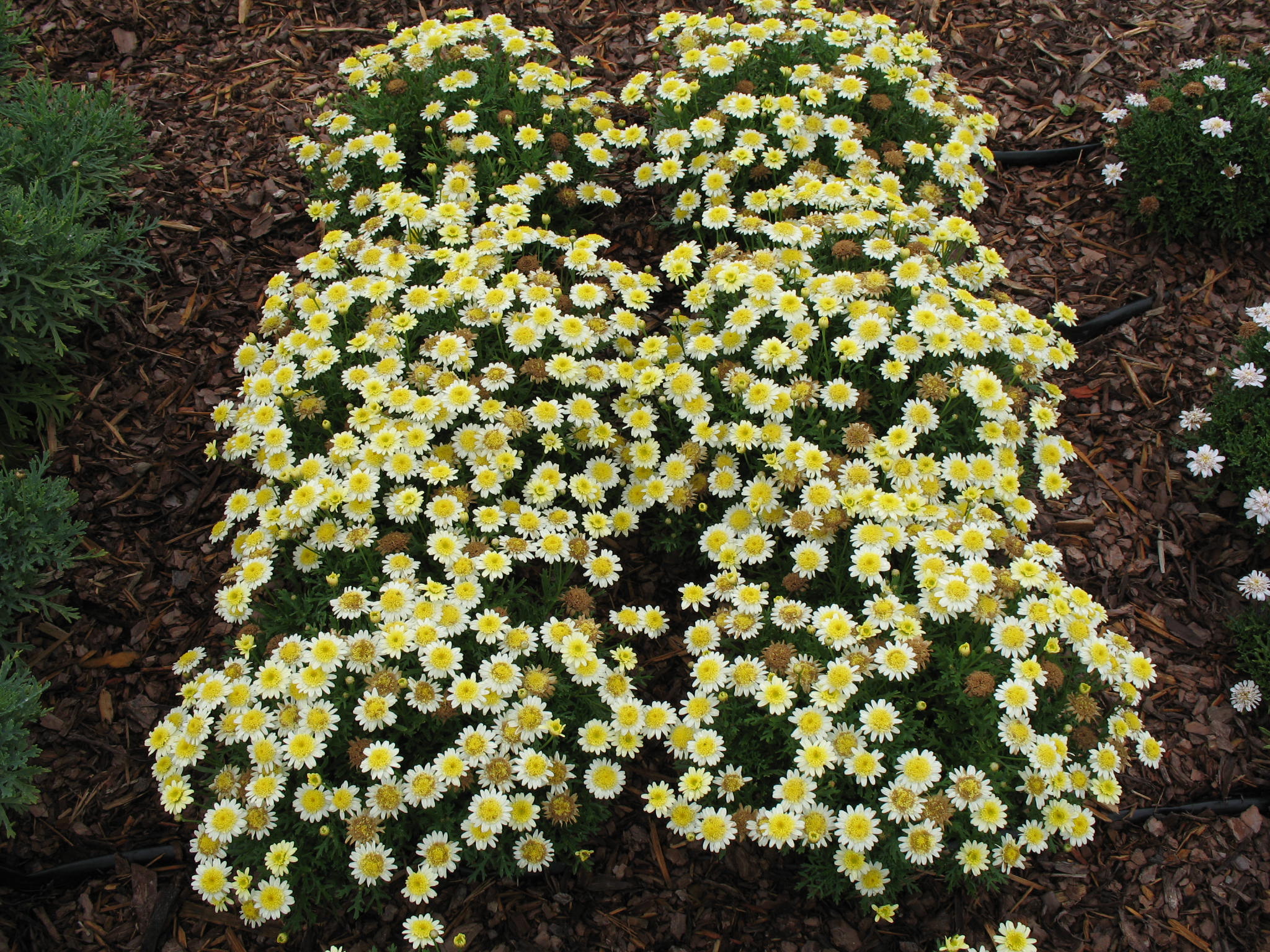 Argyranthemum frutescens 'Madeira Crested'  / Maderia Crested Primrose