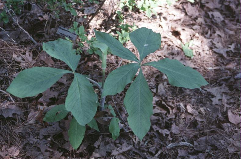 Arisaema triphyllum / Arisaema triphyllum