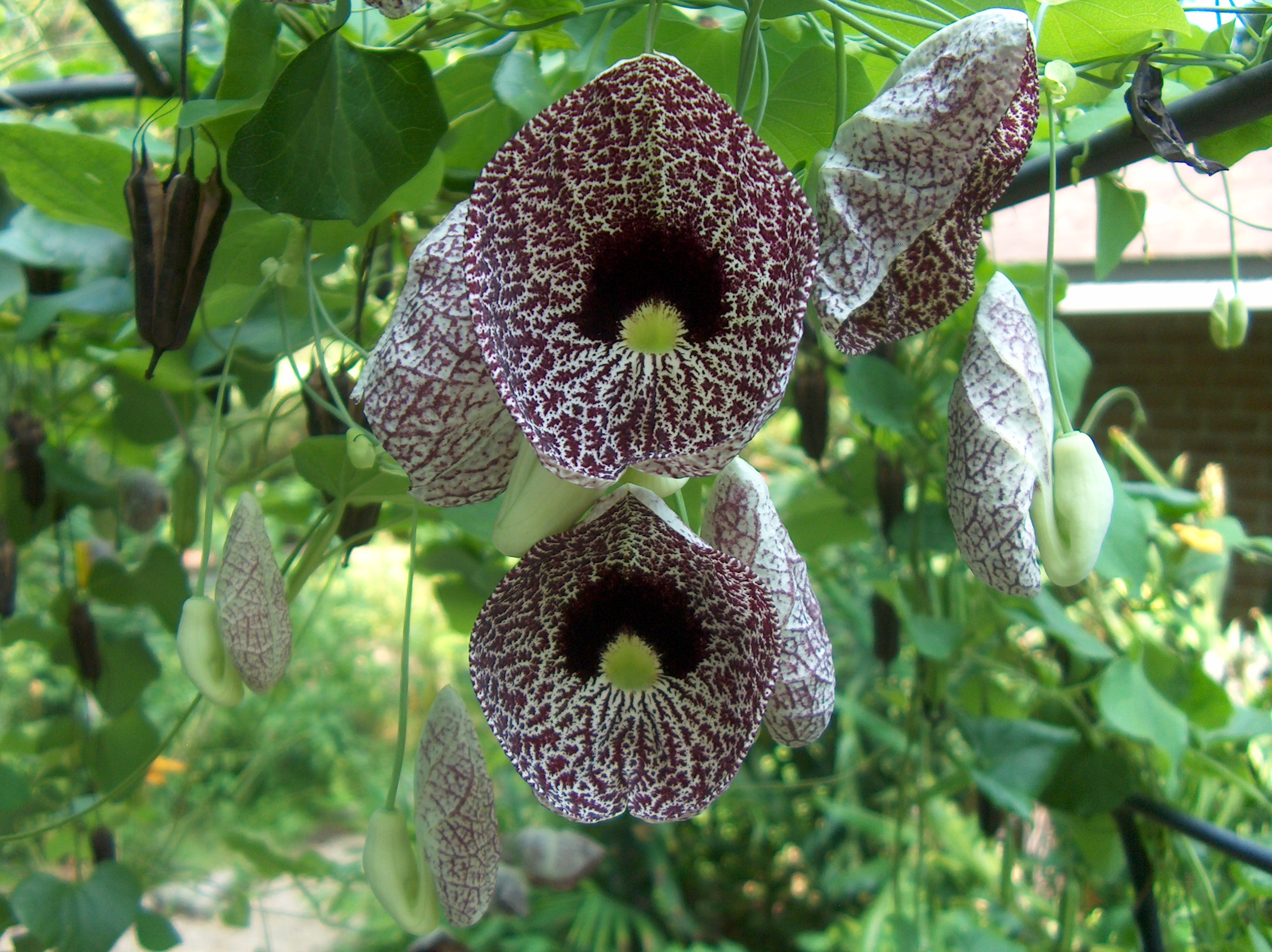 Aristolochia elegans / Dutchman's Pipevine